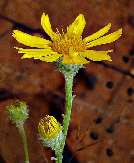 {Chrysopsis gossypina}